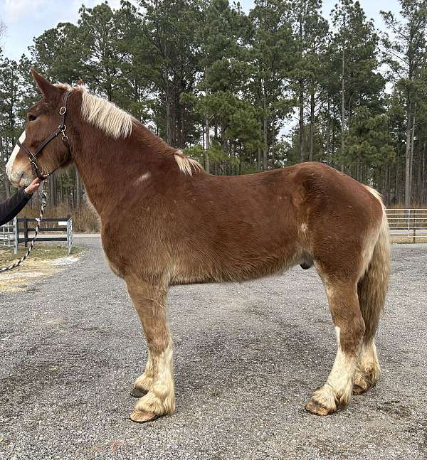 sorrel-belgian-gelding