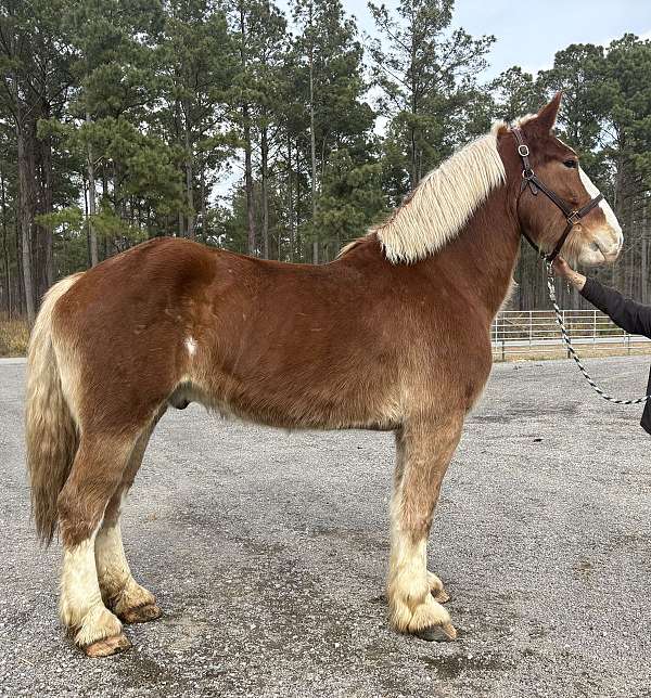 sorrel-gelding-for-sale