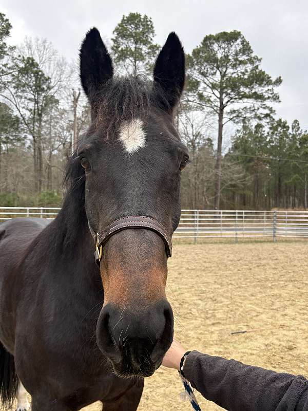 16-hand-draft-mare