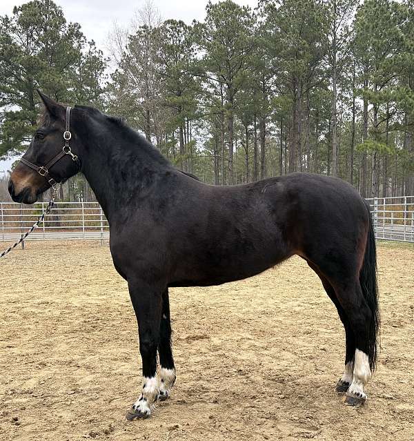 bay-draft-mare