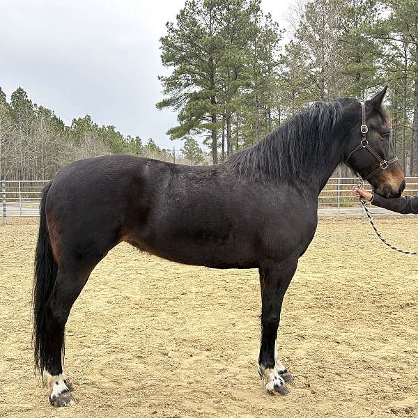 bay-mare-for-sale