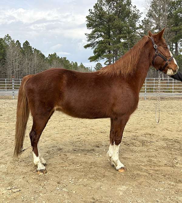 sorrel-mare-for-sale