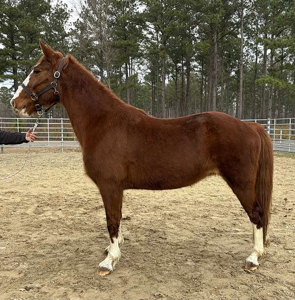 sorrel-draft-mare