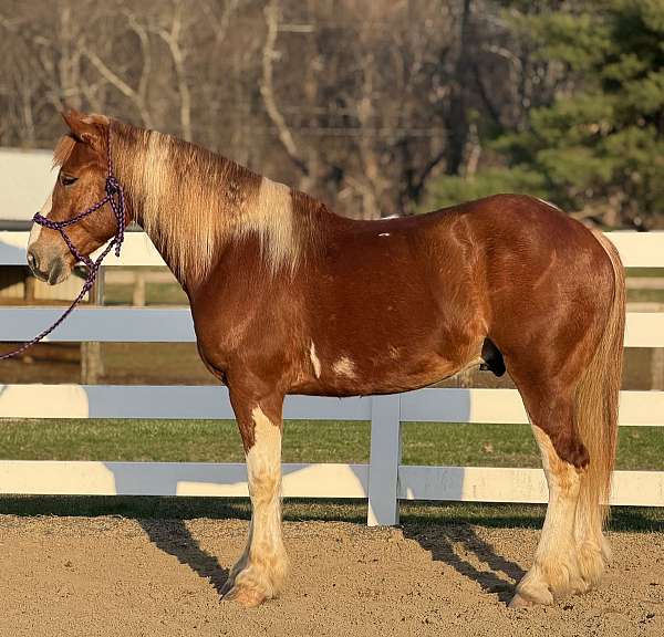 pinto-sorrel-white-tobiano-horse