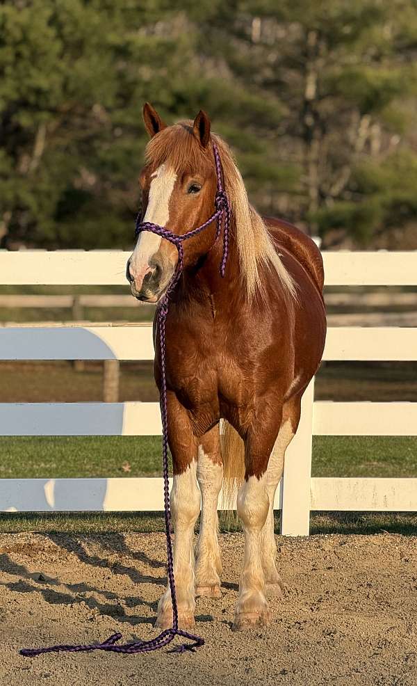 153-hands-draft-horse