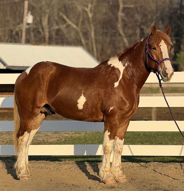 5-years-old-draft-horse