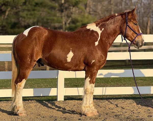 slow-lope-draft-horse