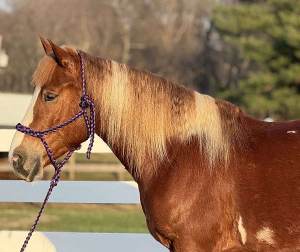 parades-draft-horse
