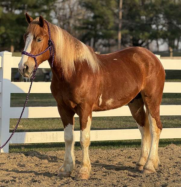 weight-carrier-draft-horse