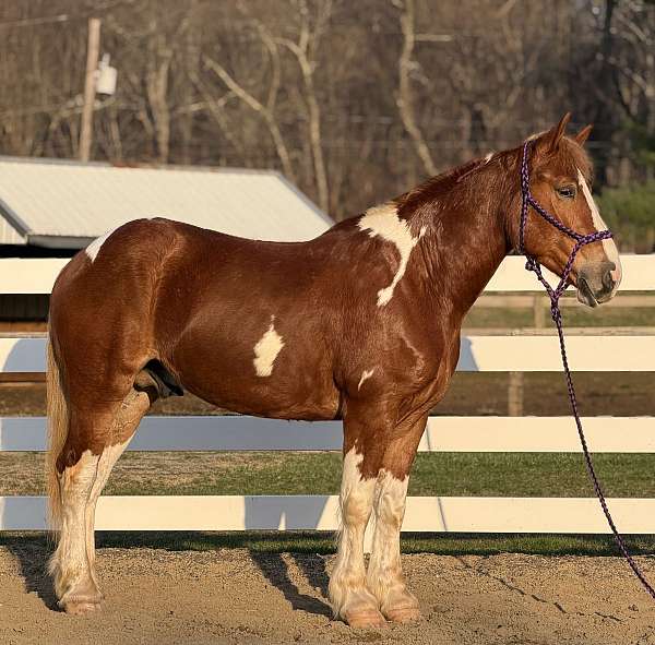 5-years-old-horse
