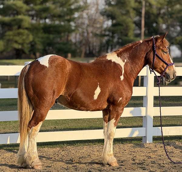 weight-carrier-horse