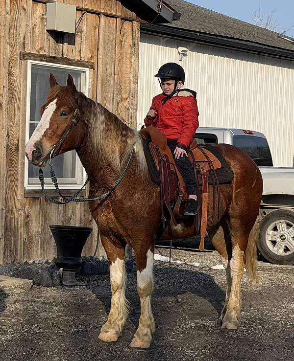 153-hands-gelding