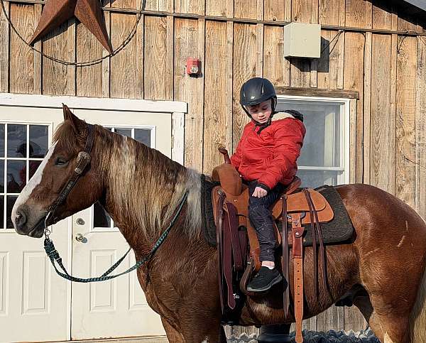 5-years-old-gelding
