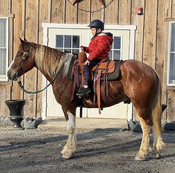 weight-carrier-gelding