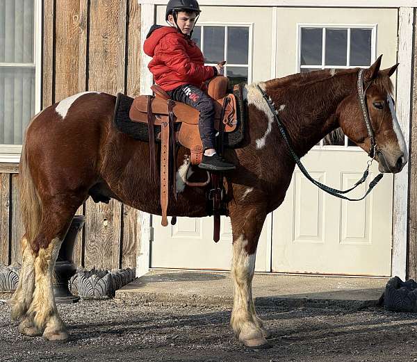 pinto-weste-horse