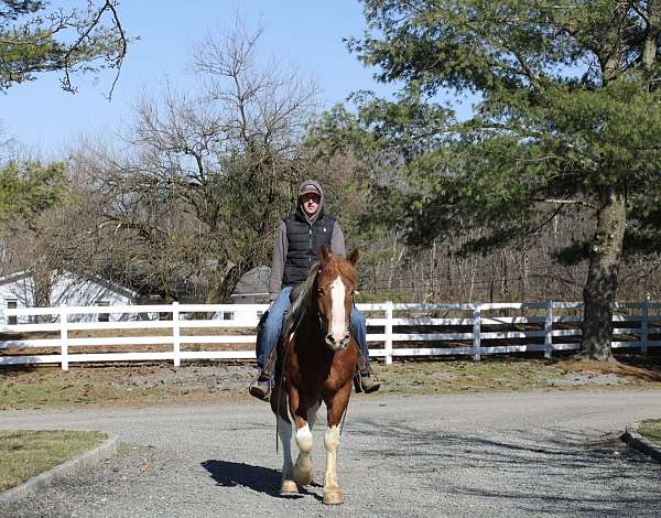 paint-draft-horse