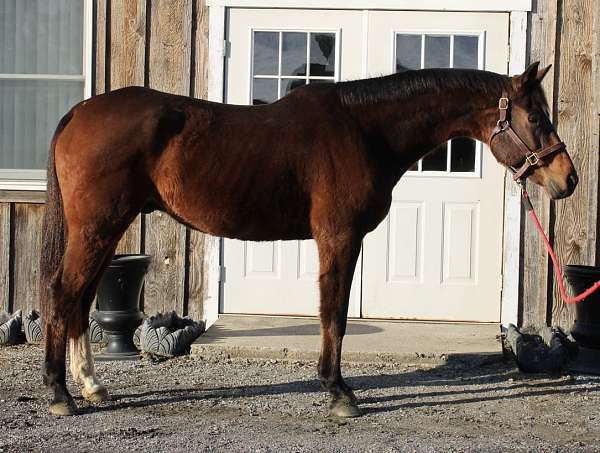 branded-oldenburg-warmblood-horse