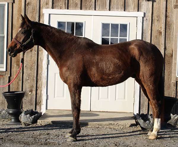 3ft-warmblood-horse