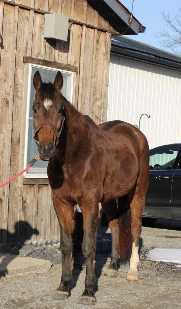 budget-friendly-warmblood-horse