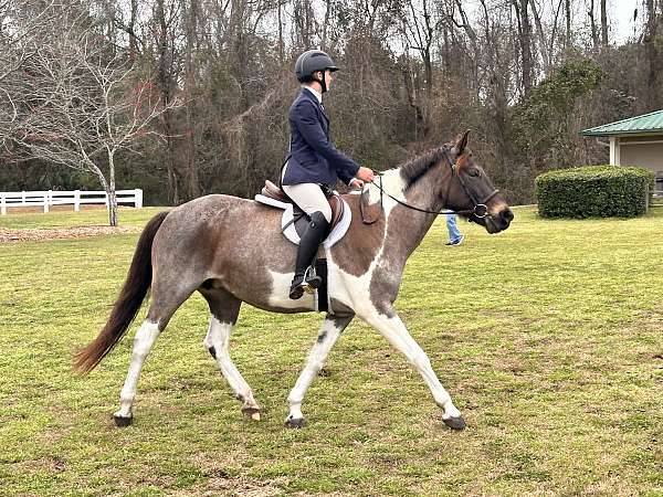 blue-roan-pinto-pony-mare