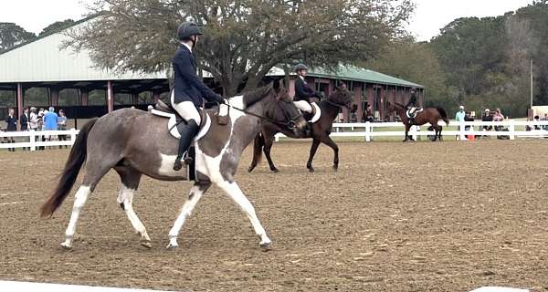 roan-pinto-pony-mare