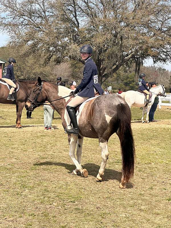 blue-roan-pinto-pony-for-sale