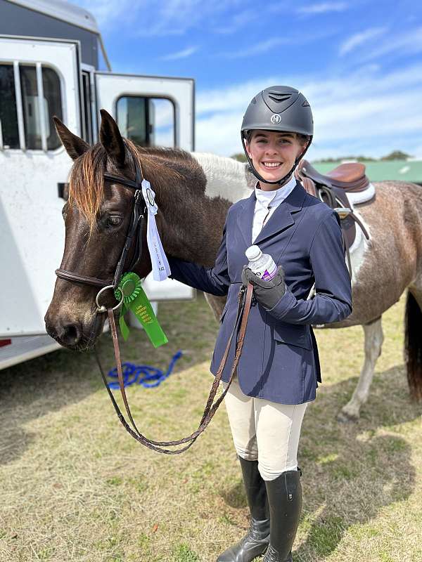 roan-pinto-pony-for-sale