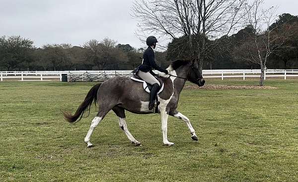 roan-pinto-pony