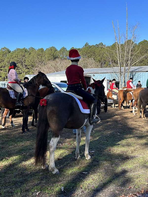 pinto-pony-for-sale