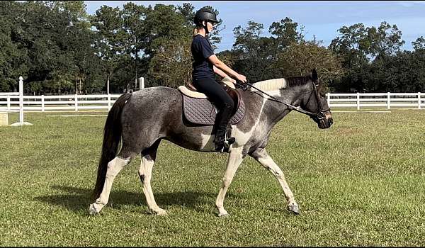 cross-pinto-pony