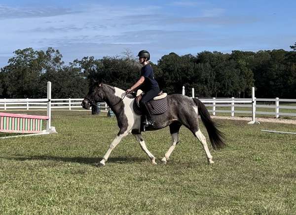 hunter-pinto-pony