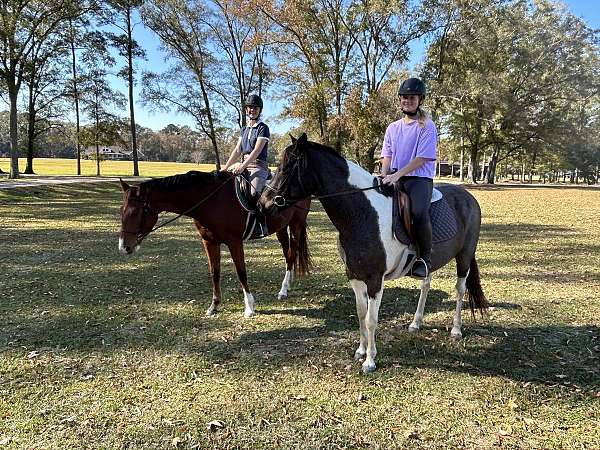 show-pinto-pony