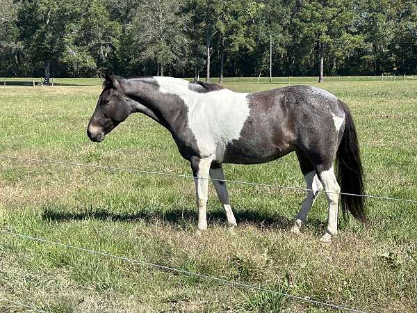 trail-pinto-pony