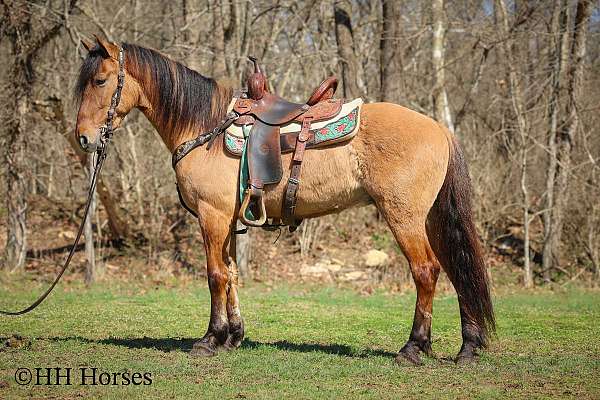 dun-w-blk-points-mustang-for-sale