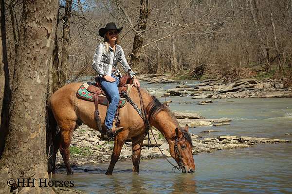 dun-w-blk-points-mustang-horse