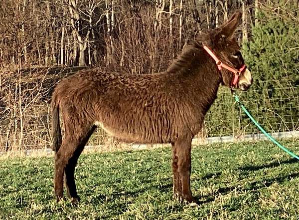 super-donkey