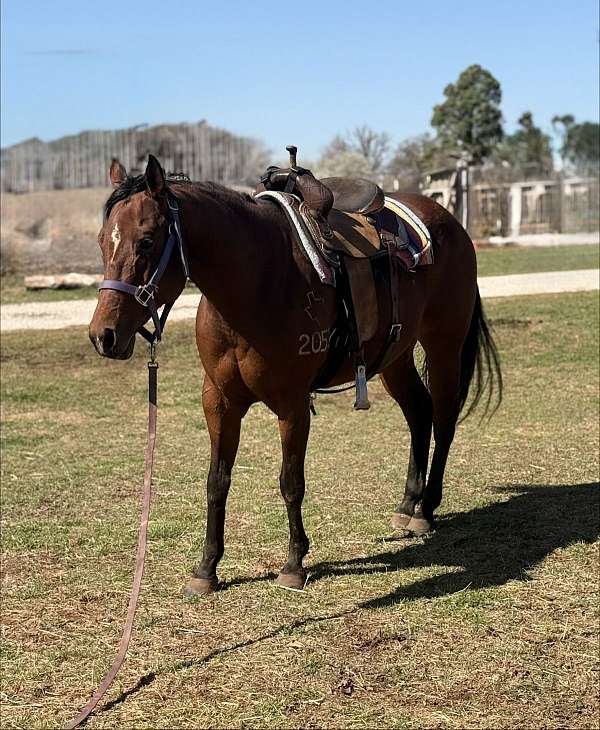 cow-horse-quarter