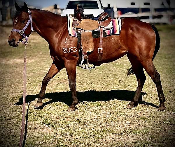 ranch-quarter-horse
