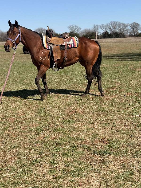 bay-quarter-horse