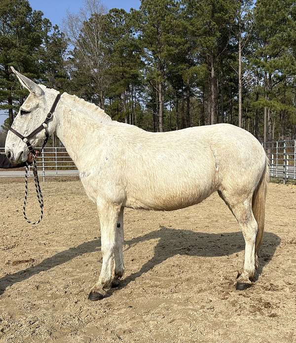 white-mule-gelding