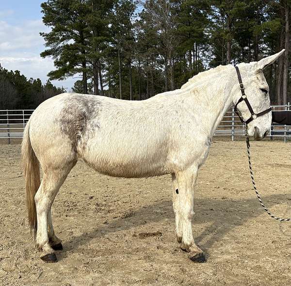 white-gelding-for-sale