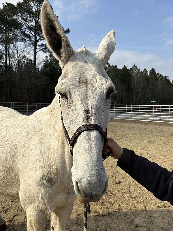 15-hand-mule-gelding