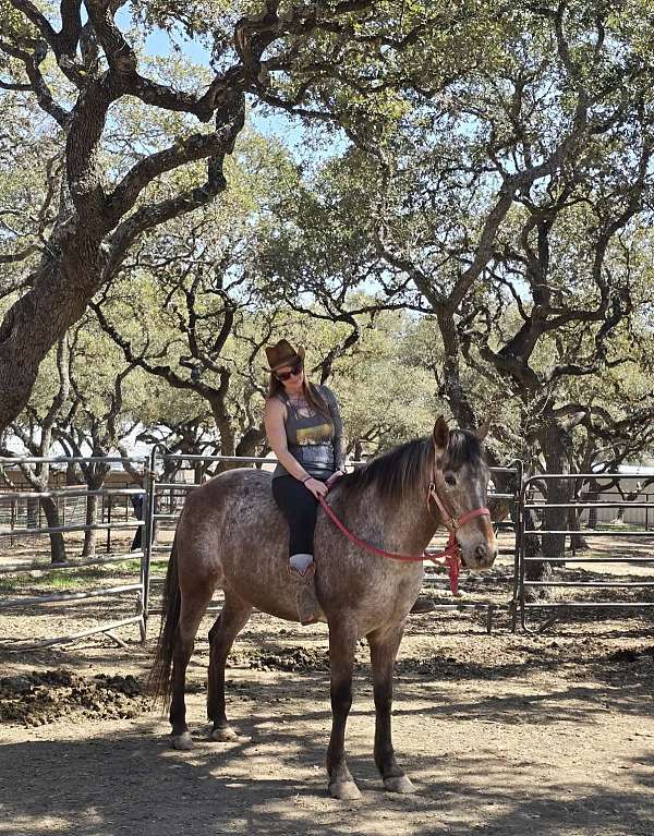 bonds-appaloosa-horse