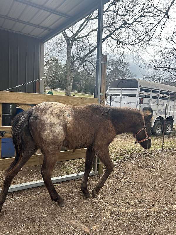 blue-roan-roan-appaloosa-poa-colt