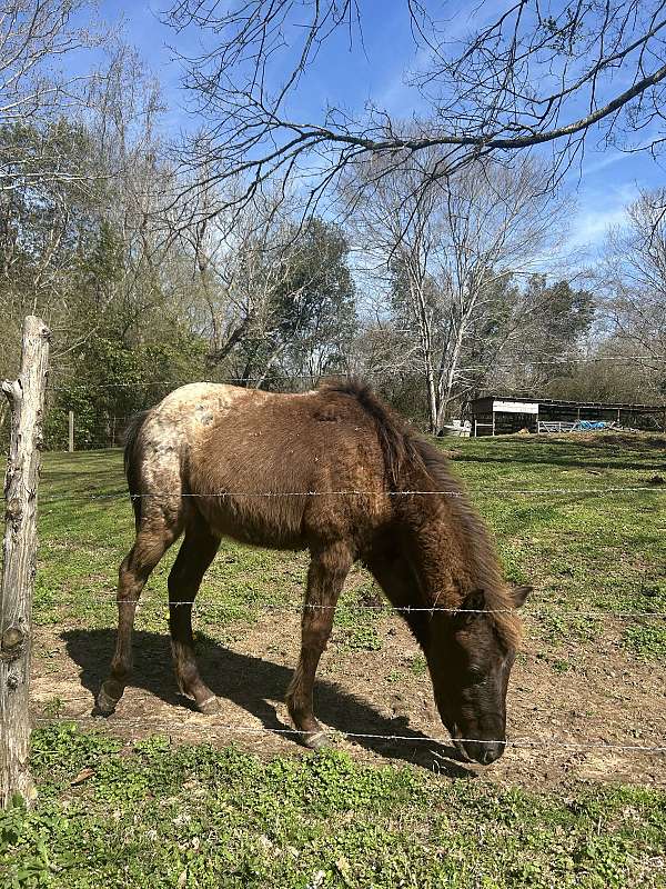 blue-roan-roan-appaloosa-poa-for-sale