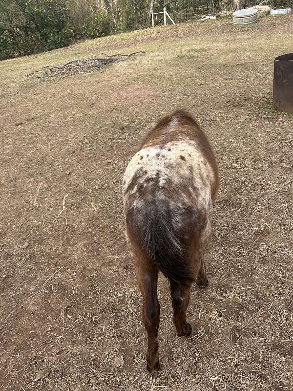 blue-roan-roan-poa-colt