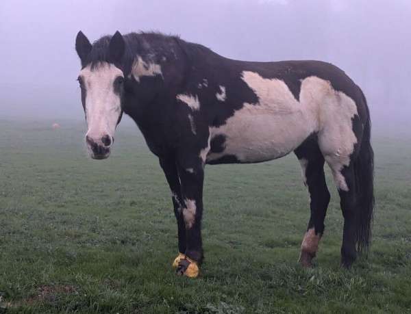 companion-rescue-mustang-horse