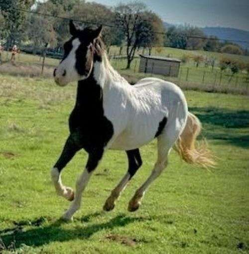 adopt-paint-horse