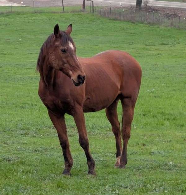 adopt-quarter-horse