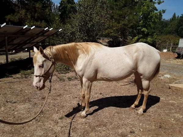 perlino-four-socks-blaze-horse